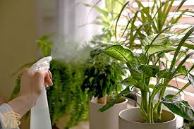 چگونه بدون رطوبت ساز، رطوبت گیاهان آپارتمانی را افزایش دهیم؟