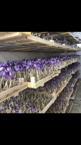 انواع رطوبت سازهای مناسب برای استفاده در گلخانه زعفران