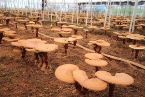 رطوبت ساز در پرورش قارچ گانودرما