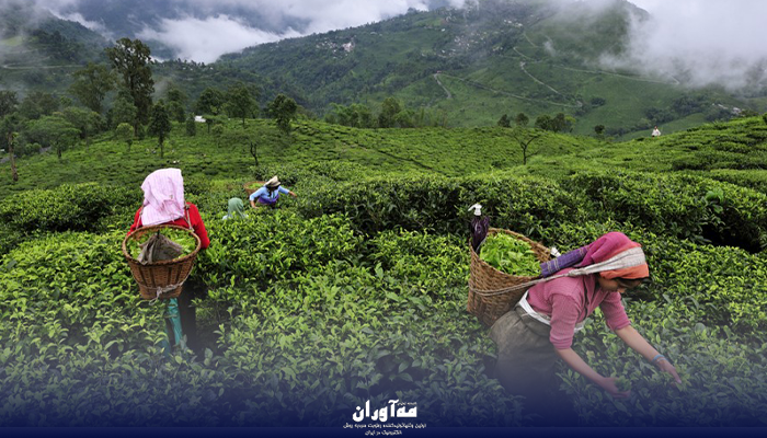 رطوبت ساز در استان گیلان در تولید چای
